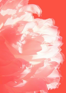 Pastel white flowers and