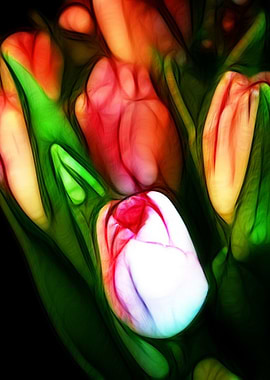 Pink Tulips