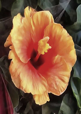 Coral Chinese Rose Flower