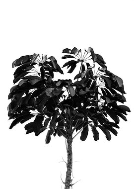 black and white palm