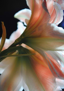 Amaryllis In The Light