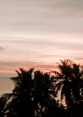 Palm Trees in the Sunset