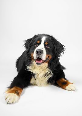 Bernese Mountain Dog
