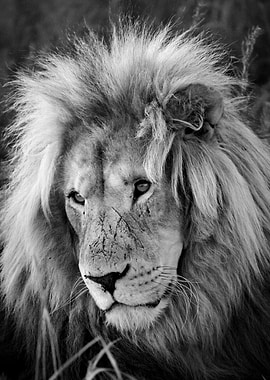 Lion Male Portrait