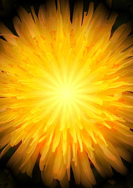 Dandelion Fire
