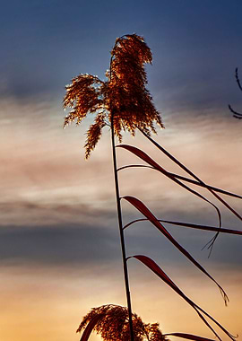 reed on cloudy sunset sky