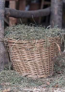 old basket with hay