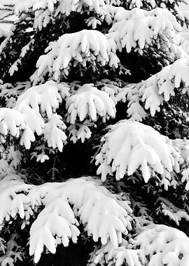 Snow Covered Fir Tree