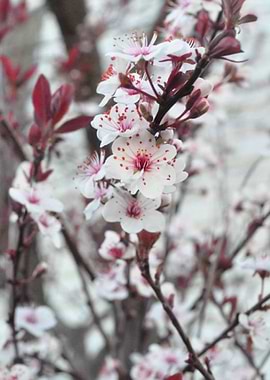 Plum Blossoms