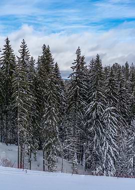 Pine trees and snow