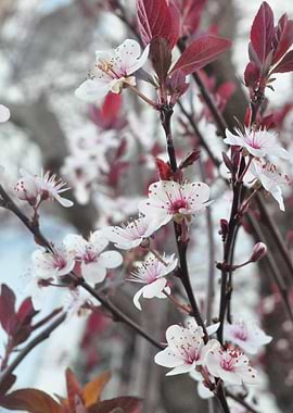 Plum Blossoms
