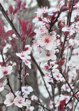 Plum Blossoms