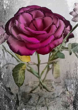 Fading Pink Rose