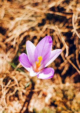 A lonely Crocus