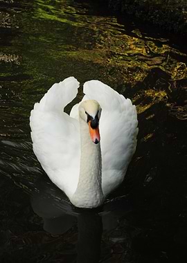 A beautiful Swan