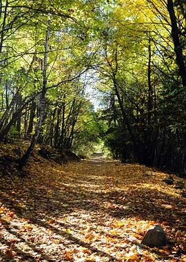 A trail of Autumn Leaves