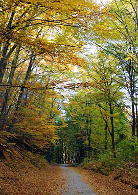 The Colours of Autumn