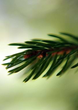 Macro of a Pine Branch
