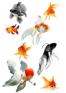 Goldfish poster