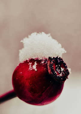 Rosehip in the Winter