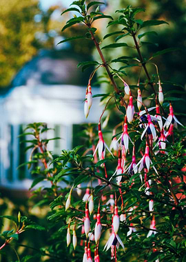 Flowers like Raindrops