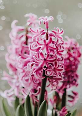 Hyacinth in the Rain