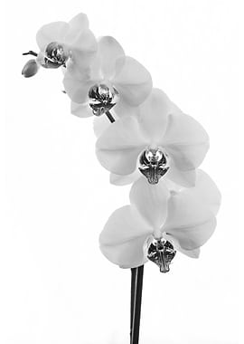 White Orchid