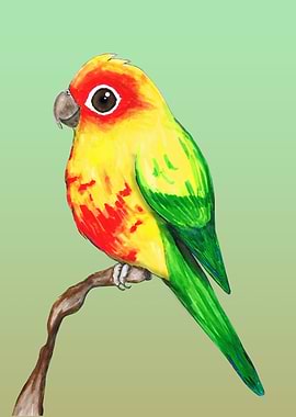 Cute sun conure