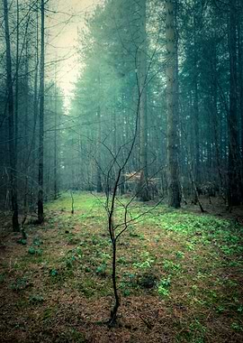 Beginning of a Forest Tree