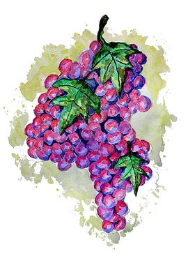 Purple Grapes from Africa