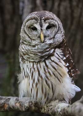Barred Owl