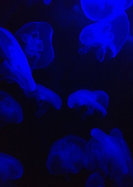 Blue Jellyfish