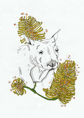 Wombat among the Banksia