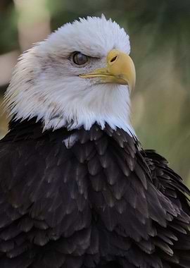 The American Bald Eagle