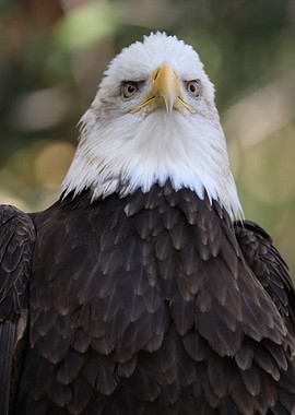 The American Bald Eagle