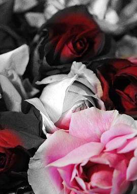 Black and White Roses Fade