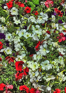 Bed Of White Petunias