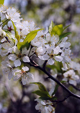 Apple Blossoms