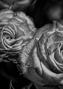 Black and White Roses