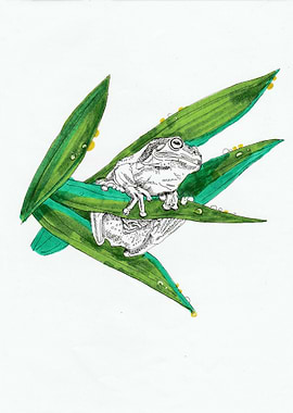 Australian Green Tree Frog