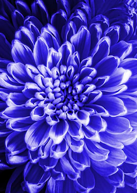 Blue Chrysanthemum