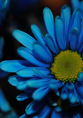 Blue Daisy