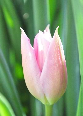 Tulip