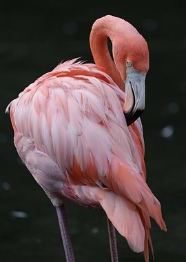 Pink Flamingo