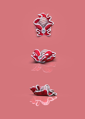 Rose petal bubble snail