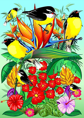 Bananaquit Exotic Birds