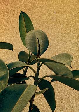 Vintage Plant Design