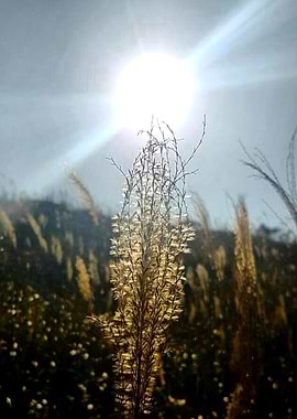 Sunshine in the morning