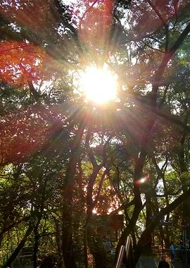 Sunshine in the morning