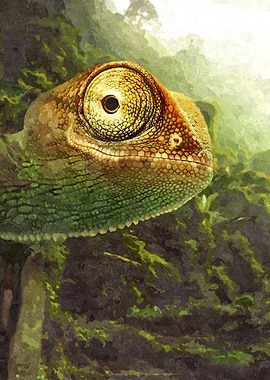 The Wild Life in Forest